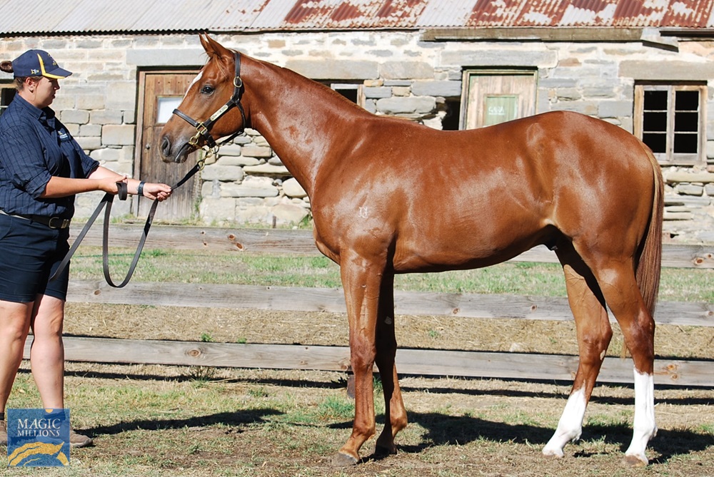 2021 Adelaide Yearling Sale Lot 316 Spieth NZ Ready To Lift AUS 